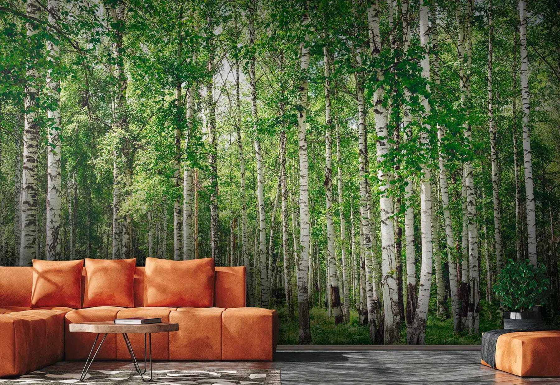 wall murals Брезова шума u52530