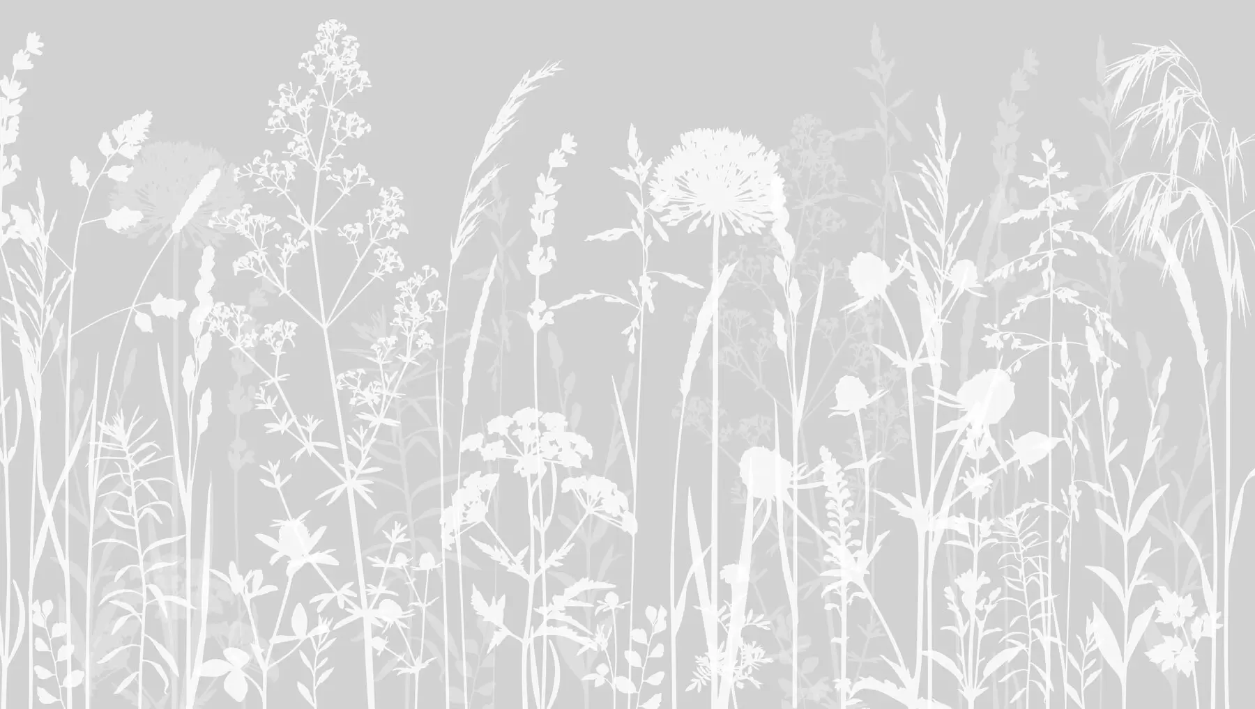 wall murals Нежне пољске биљке и цвеће минимализам сиве боје w01270v1