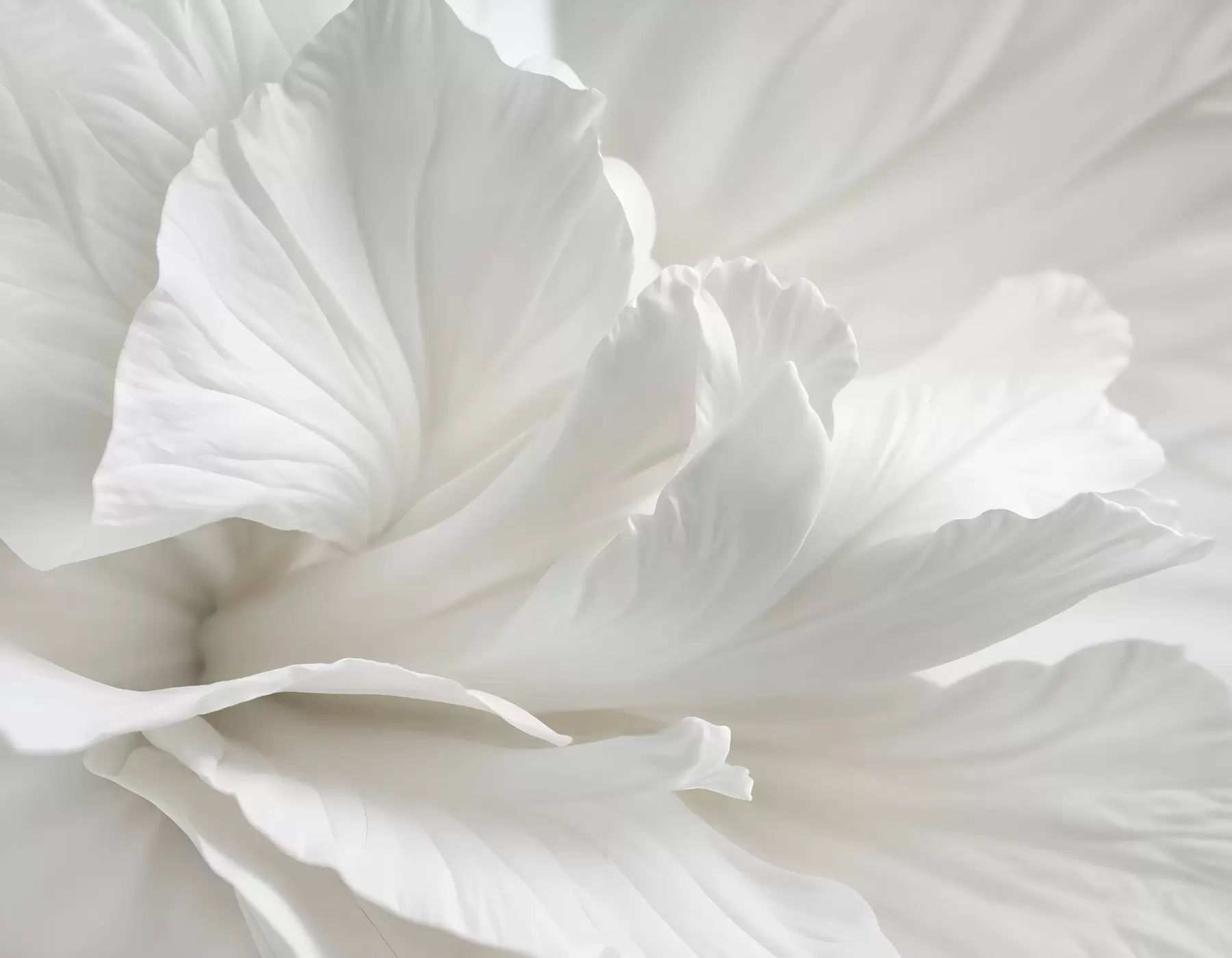 wall murals Апстрактни минималистички отисак нежног белог цвета са меким, баршунастим латицама w08424