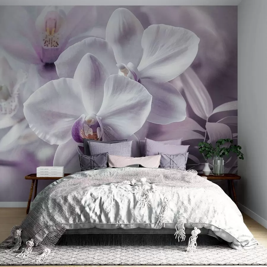 wall murals Бели и јорговани нежни цветови орхидеје, меко осветљење и замућена текстурирана позадина w09155
