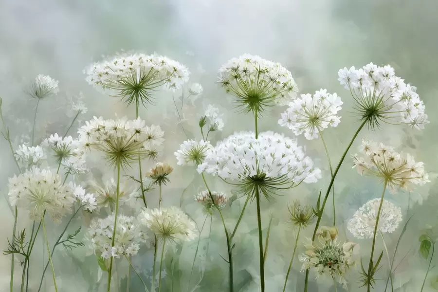 wall murals Нежно бело дивље цвеће краљице Ане, у сликовитом стилу, зелени тонови w04313