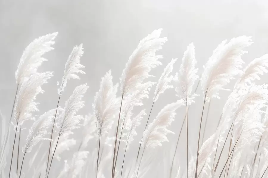 wall murals Мекана бела пампас трава у нежном јутарњем светлу w09717