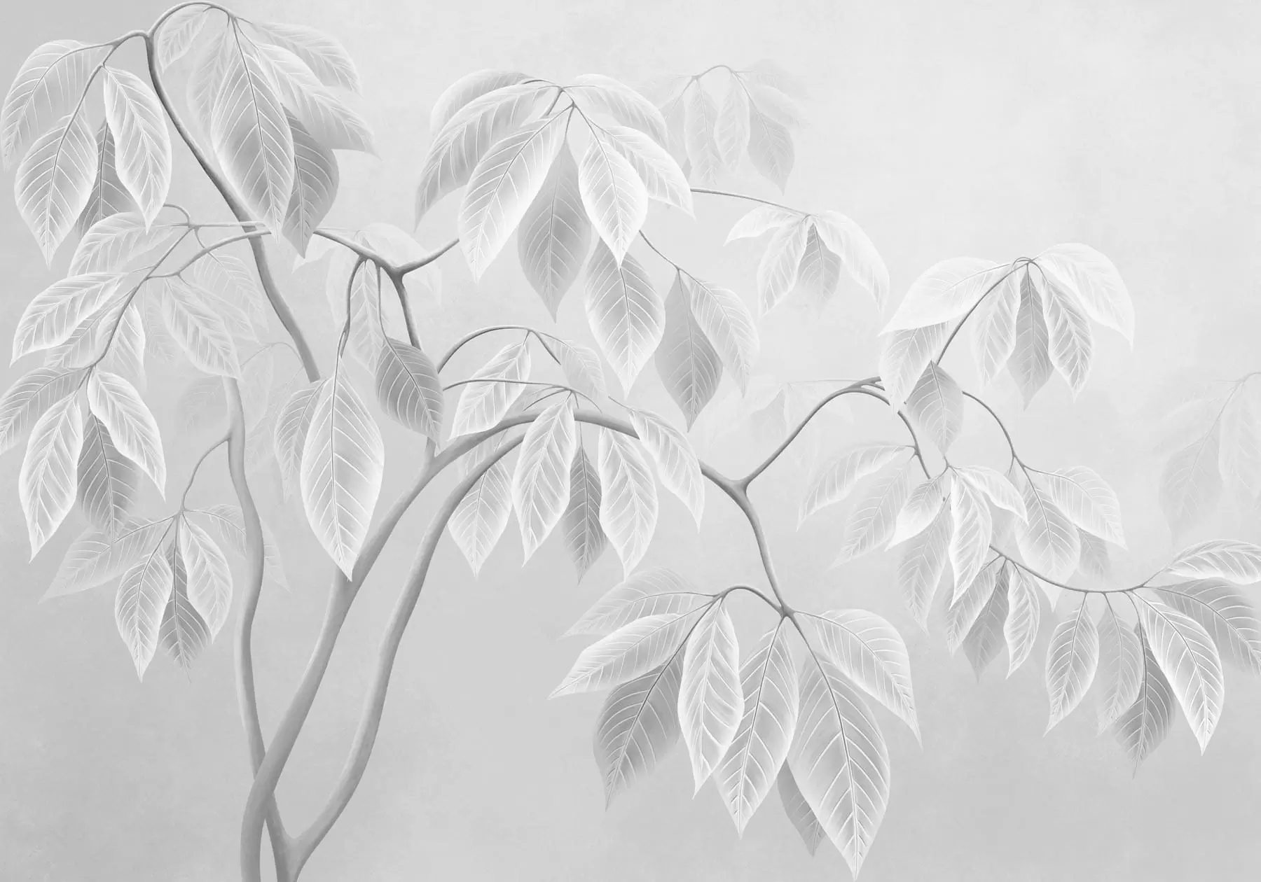 wall murals Бледе гране са великим листовима на мекој позадини w05806