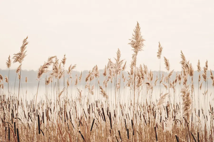 wall murals Трске и маштаике u44598