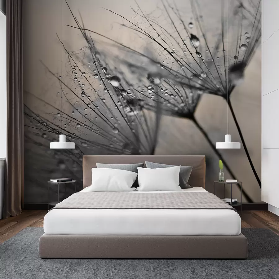 wall murals Маслачак са сивим капима воде u57557v2