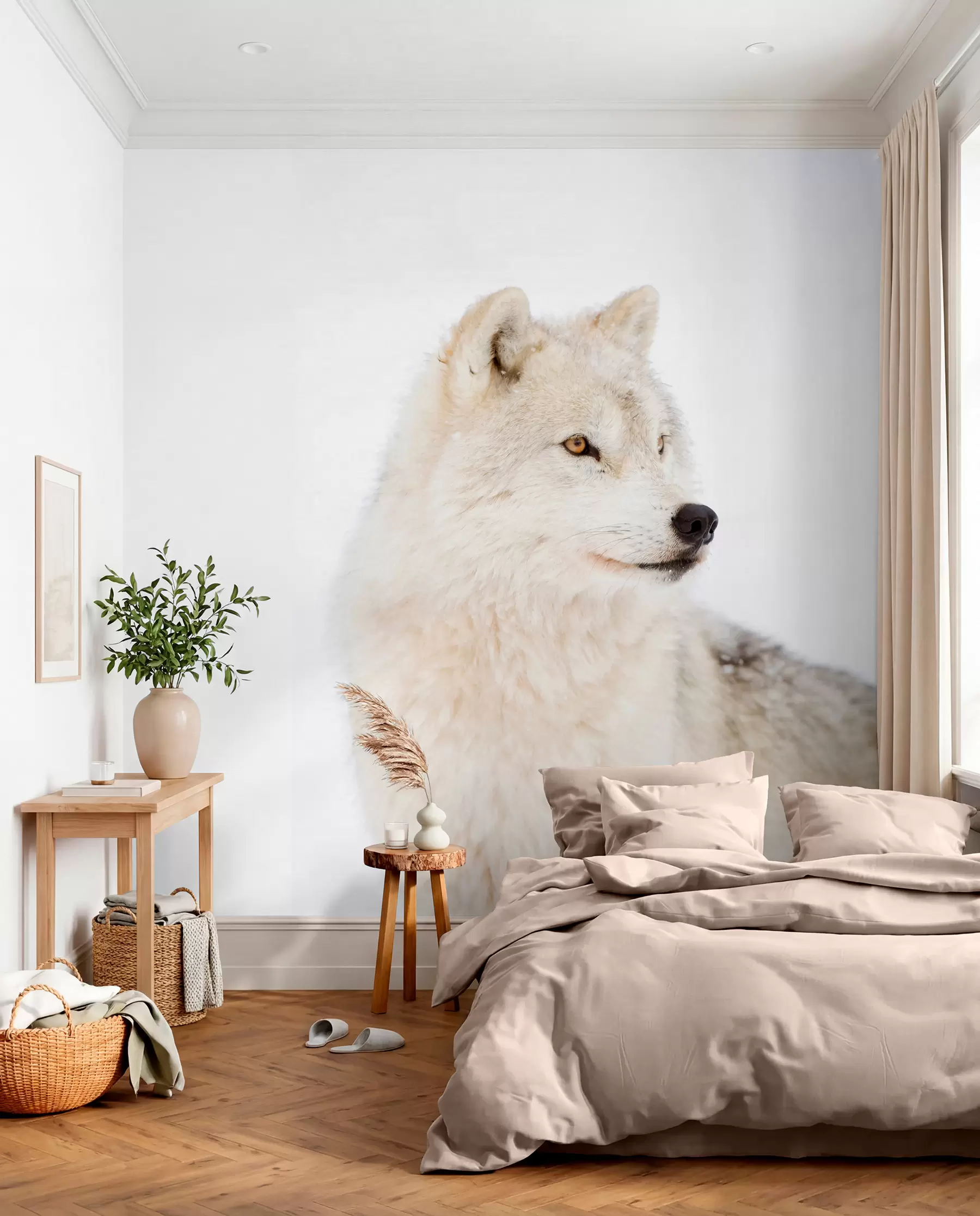wall murals Арктички вук на белој позадини u98189