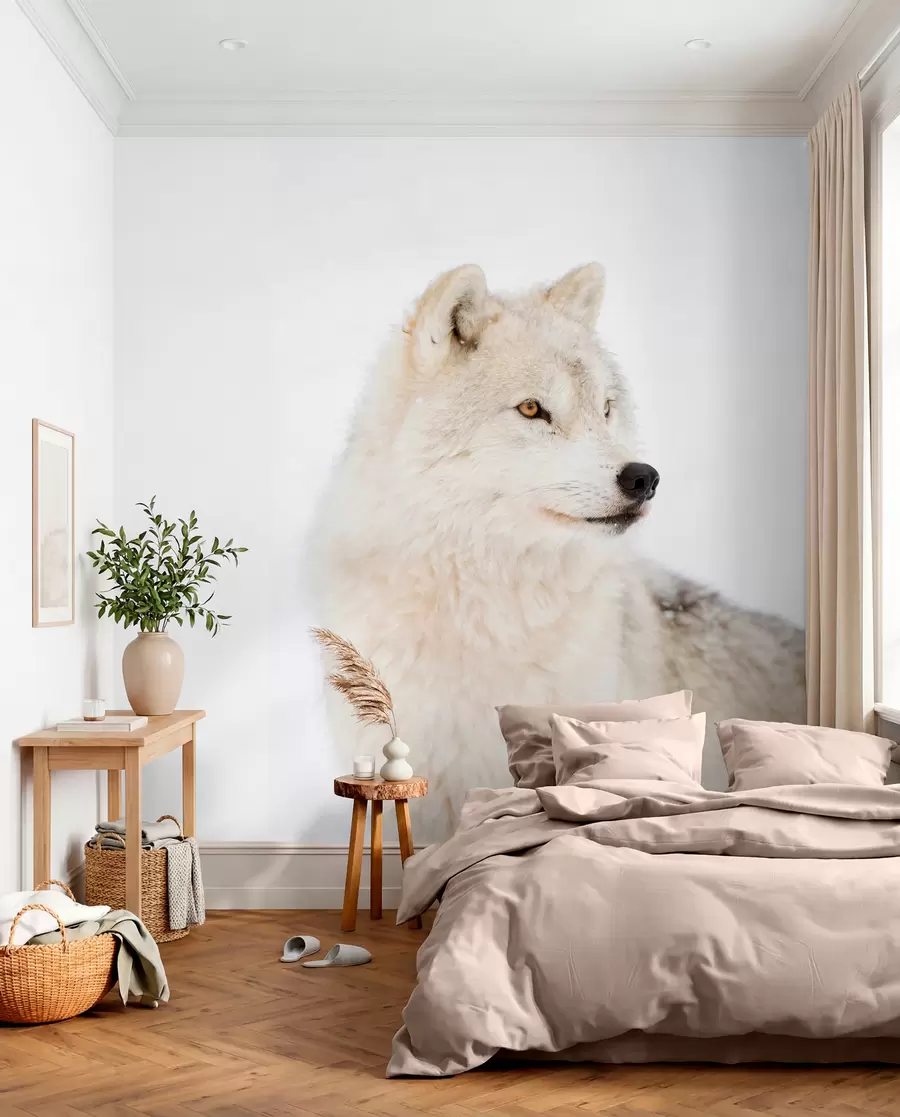 wall murals Арктички вук на белој позадини u98189
