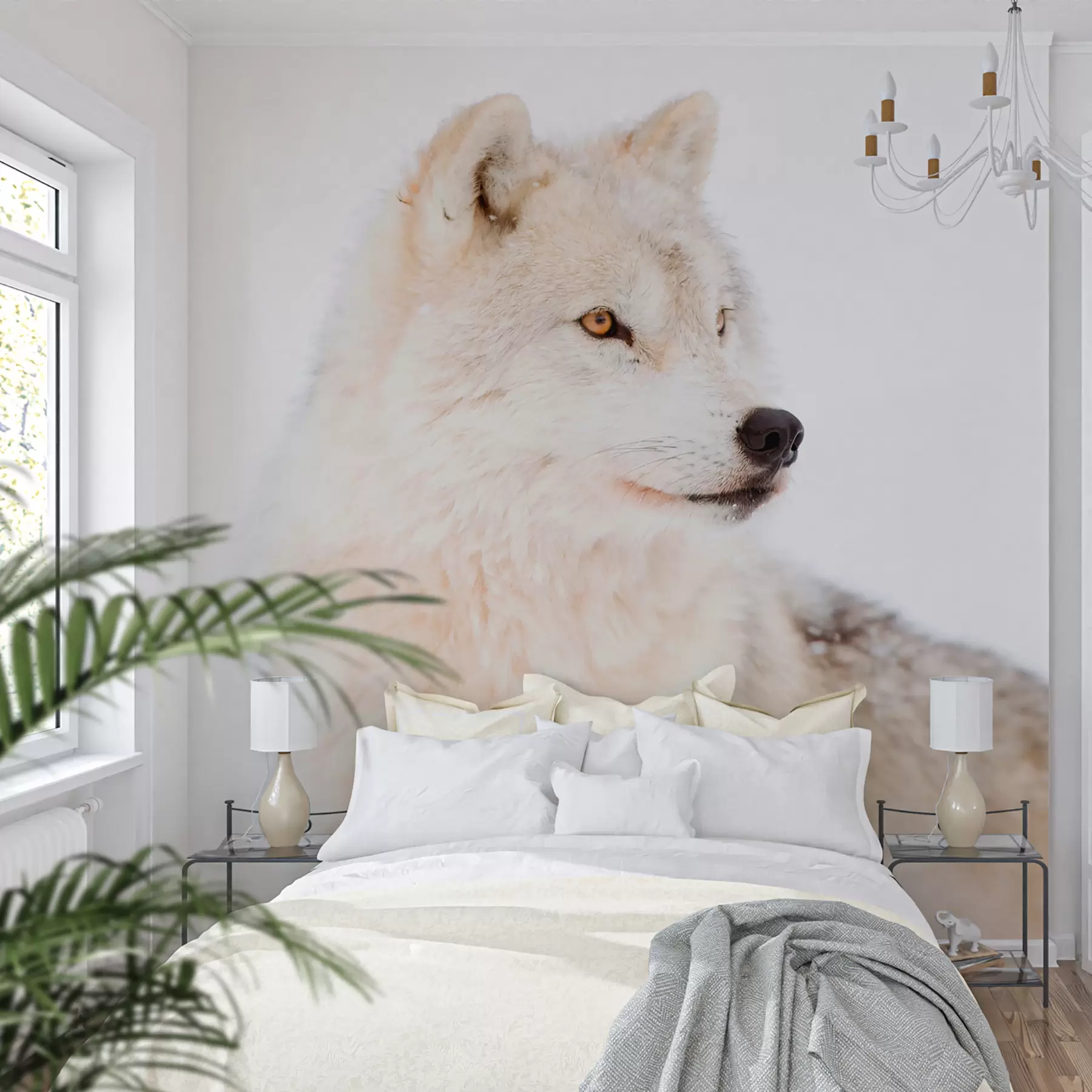 wall murals Арктички вук на белој позадини u98189